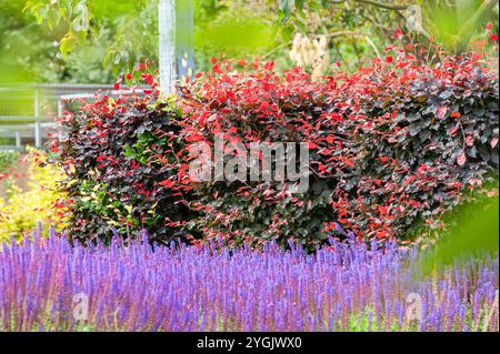 Hêtre cuivré (Fagus sylvatica var. Purpurea, Fagus sylvatica 'Atropunicea', Fagus sylvatica Atropunicea), haie Banque D'Images
