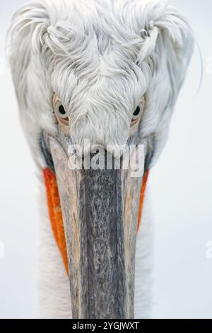 Pélican frisé (Pelecanus crispus), portrait, la Grèce, le lac Kerkini Banque D'Images