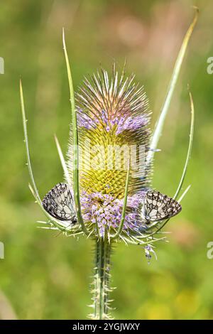 Teasel sauvage, teasel de Fuller, teasel commun, teazle commun (Dipsacus fullonum, Dipsacus sylvestris), inflorescence avec blancs marbrés, Melanargia gal Banque D'Images