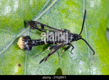 Clairon à queue orange (Synanthedon andrenaeformis), mâle sur feuille, Allemagne Banque D'Images