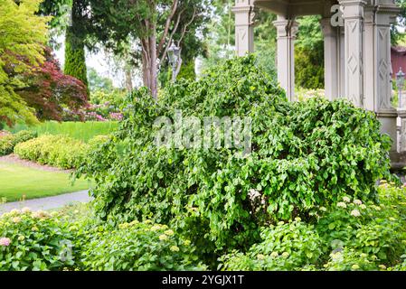 Noisette tire-bouchon, noisette commune (Corylus avellana 'Contorta', Corylus avellana Contorta), habitat de la variété Contorta Banque D'Images