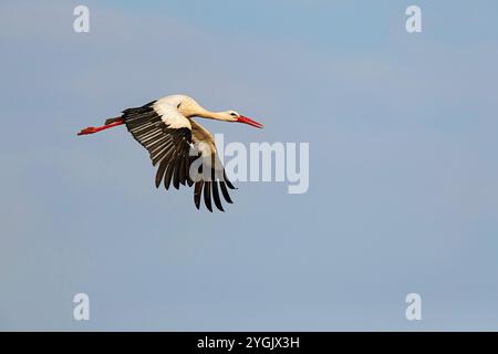 Cigogne blanche (Ciconia ciconia), en vol, Allemagne, Bade-Wuertemberg Banque D'Images