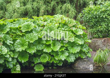 Rhubarbe indienne, plante d'Uumbrella (Darmera peltata, Peltiphyllum peltatum), feuilles, Europe, Bundesrepublik Deutschland Banque D'Images