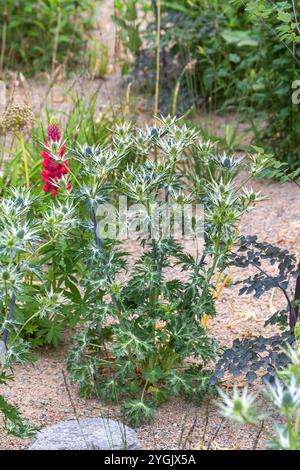 Eryngo espagnol (Eryngium bourgatii), floraison Banque D'Images