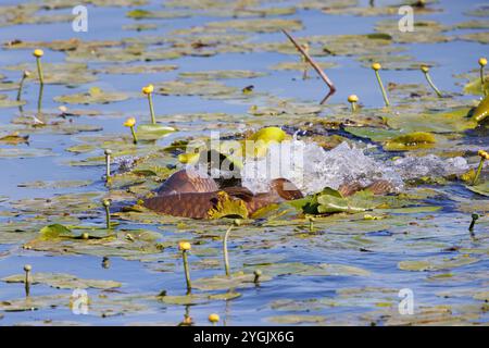 Carpe écailleuse, carpe européenne (Cyprinus carpio), carpe écailleuse frai dans un champ de roses d'étang, Allemagne Banque D'Images