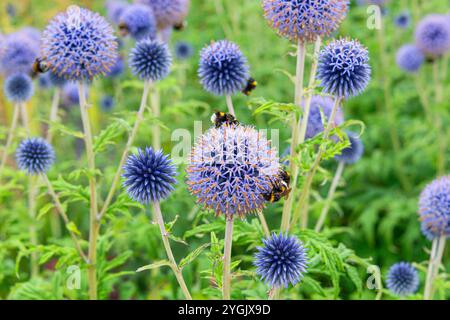 Chardon bleu (Echinops bannaticus 'Taplow Blue', Echinops bannaticus Taplow Blue), floraison, cultivar Taplow Blue, Europe, Bundesrepublik Deutsc Banque D'Images