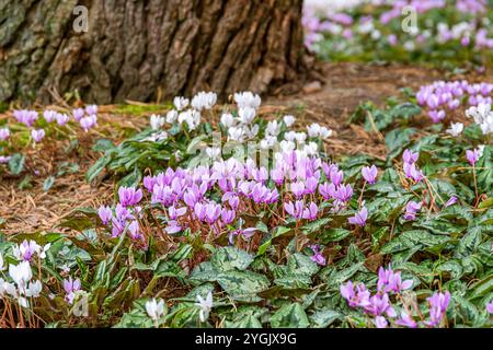 Cyclamen lierre, cyclamen rustique (Cyclamen hederifolium Rosenteppich, Cyclamen hederaefolium, Cyclamen neapolitanum), cultivar Rosenteppich, Europe Banque D'Images