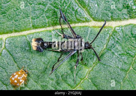 Clairon à queue orange (Synanthedon andrenaeformis), mâle sur feuille, Allemagne Banque D'Images