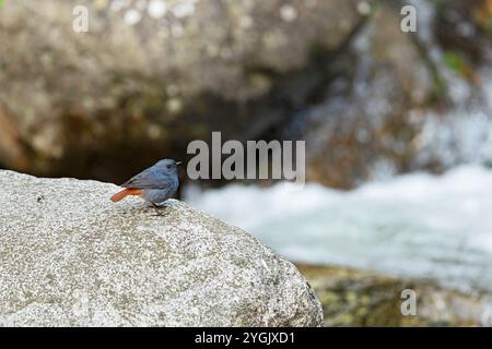 Rouge plumbeous, rouge plumbeous (Phoenicurus fuliginosus), mâle assis sur un rocher au bord de l'eau, Chine, Sichuan, Tangjiahe National nature Banque D'Images