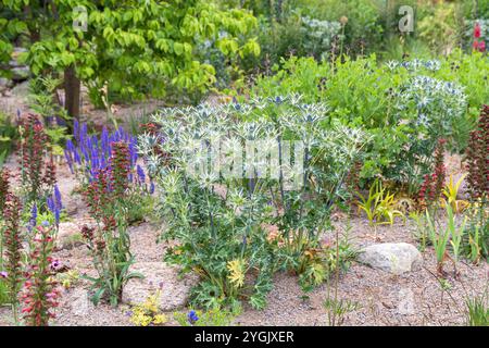 Eryngo espagnol (Eryngium bourgatii), floraison Banque D'Images