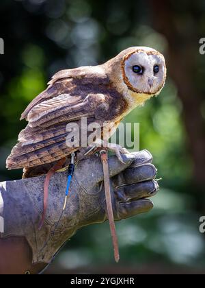 Common Barn Owl avec antenne radio perchée sur un gant de cuir à Cheshire Falconry, Blakemere Craft Centre, Northwich Banque D'Images