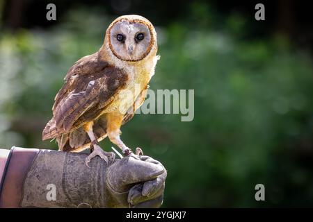 Common Barn Owl avec antenne radio perchée sur un gant de cuir à Cheshire Falconry, Blakemere Craft Centre, Northwich Banque D'Images