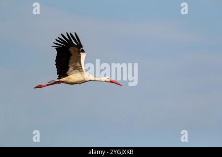 Cigogne blanche (Ciconia ciconia), en vol, Allemagne, Bade-Wuertemberg Banque D'Images