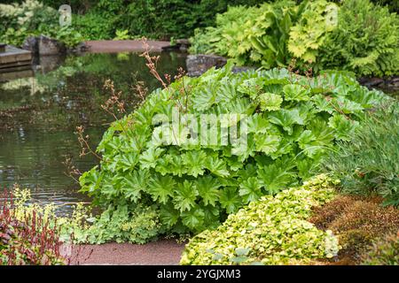 Rhubarbe indienne, plante d'Uumbrella (Darmera peltata, Peltiphyllum peltatum), dans un étang, habit Banque D'Images