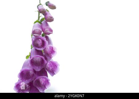 Fleurs en forme de cloche du gant rouge (Digitalis purpurea) sur fond blanc, Allemagne Banque D'Images