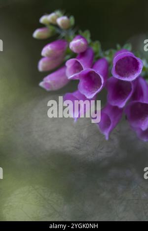 Fleurs en forme de cloche du rengant rouge (Digitalis purpurea), Allemagne Banque D'Images