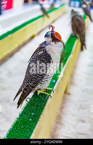 Faucon de chasse avec cagoule faucon dans le Falcon Center, Birds Center, Falcon Souq, Souq Waqif, le soir, Doha, Qatar, Qatar, Golfe Persique, moyen Banque D'Images