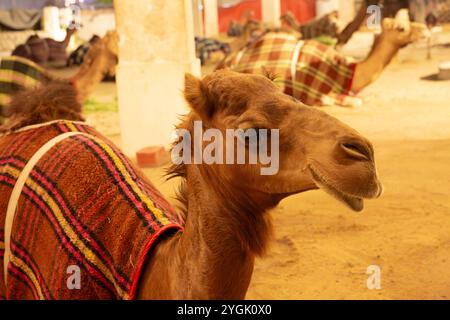 Chameau maison, chameau stylo, dans la vieille ville à côté du Souq Waqif, chameaux dans la soirée, Doha, Qatar, Qatar, Golfe Persique, moyen-Orient, Asie Banque D'Images