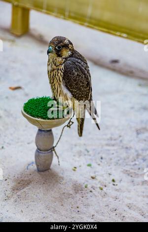 Chasse au faucon au Falcon Center, Birds Center, Falcon Souq, Souq Waqif, le soir, Doha, Qatar, Qatar, Golfe Persique, moyen-Orient, Asie Banque D'Images