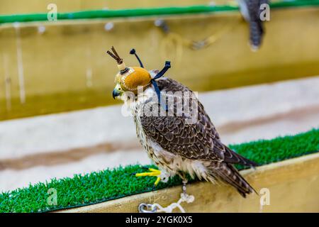 Faucon de chasse avec cagoule faucon dans le Falcon Center, Birds Center, Falcon Souq, Souq Waqif, le soir, Doha, Qatar, Qatar, Golfe Persique, moyen Banque D'Images