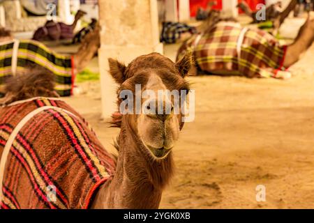 Chameau maison, chameau stylo, dans la vieille ville à côté du Souq Waqif, chameaux dans la soirée, Doha, Qatar, Qatar, Golfe Persique, moyen-Orient, Asie Banque D'Images