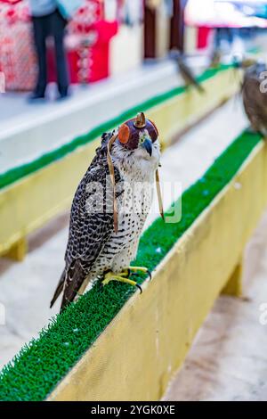 Faucon de chasse avec cagoule faucon dans le Falcon Center, Birds Center, Falcon Souq, Souq Waqif, le soir, Doha, Qatar, Qatar, Golfe Persique, moyen Banque D'Images