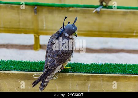 Faucon de chasse avec cagoule faucon dans le Falcon Center, Birds Center, Falcon Souq, Souq Waqif, le soir, Doha, Qatar, Qatar, Golfe Persique, moyen Banque D'Images