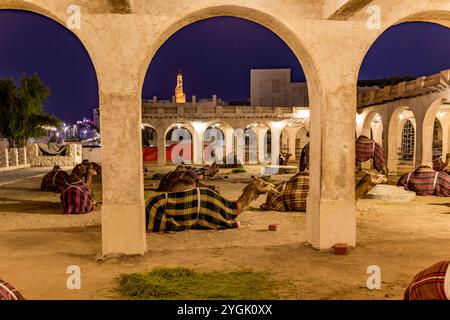 Chameau maison, chameau stylo, dans la vieille ville à côté du souk Waqif bazar, chameaux dans la soirée, Doha, Qatar, Qatar, Golfe Persique, moyen-Orient, Asie Banque D'Images