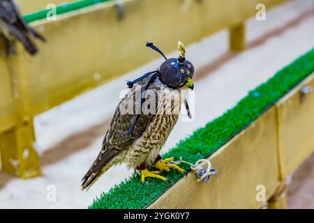 Faucon de chasse avec cagoule faucon dans le Falcon Center, Birds Center, Falcon Souq, Souq Waqif, le soir, Doha, Qatar, Qatar, Golfe Persique, moyen Banque D'Images