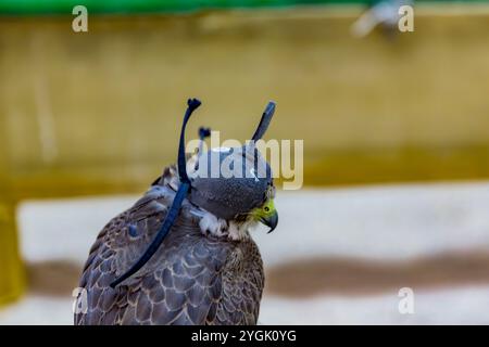 Faucon de chasse avec cagoule faucon dans le Falcon Center, Birds Center, Falcon Souq, Souq Waqif, le soir, Doha, Qatar, Qatar, Golfe Persique, moyen Banque D'Images