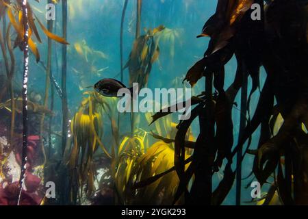 Poissons nageant dans la vibrante forêt de Kelp sous-marine Banque D'Images