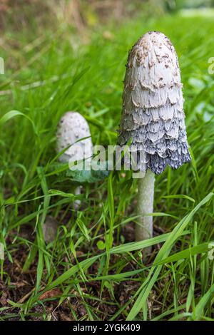 Shaggy (Coprinus comatus cap d'encre) Banque D'Images