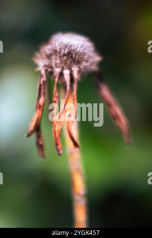 La beauté de l'hiver dans le jardin, plantes fanées Banque D'Images