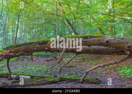 Champignon Tinder (Fomes fomentarius) sur le tronc d'un hêtre tombé, bois mort Banque D'Images