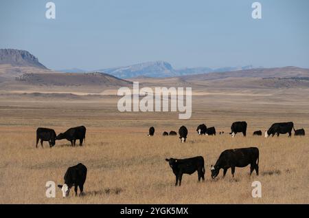 Petit troupeau de vaches Black Hereford ou Black Baldy et veaux qui paissent dans le Montana avec la chaîne des dents de scie des montagnes Rocheuses au loin. Banque D'Images