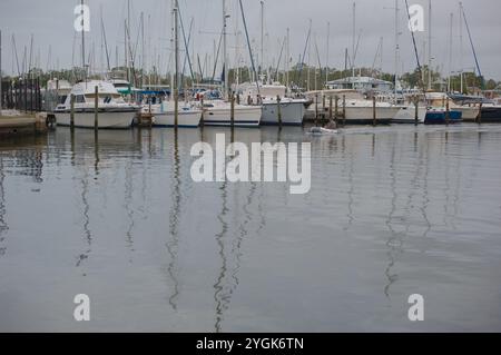 Vue rapprochée avec des palmiers verts. Dans Gulfport Marina par une journée ensoleillée. eau calme avec des mâts de voiliers et des arbres en arrière-plan. En Floride Banque D'Images