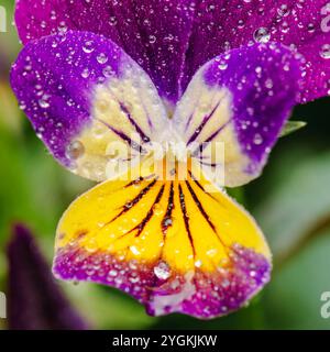 Johnny jump ups, également connu sous le nom de heartsease, pensée sauvage ou Viola tricolor, sont de délicieuses petites fleurs qui ajoutent une touche de couleur aux jardins et aux terres Banque D'Images