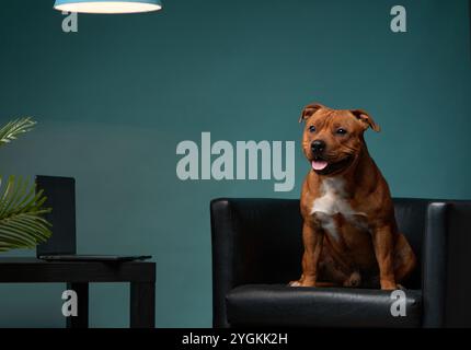 Un Staffordshire Bull Terrier est assis en toute confiance sur une chaise en cuir noir contre un mur sarcelle, sa langue est ludique et une lueur de curiosité dans sa Banque D'Images