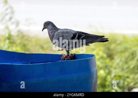 Un pigeon boit de l'eau dans un tonneau placé à l'ombre pour les chiens, Banque D'Images