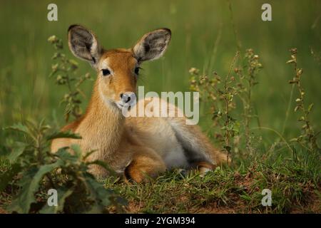 Ouganda Kob Antelope reposant dans l'herbe Banque D'Images