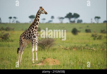 Bébé Girafe regardant au loin Banque D'Images