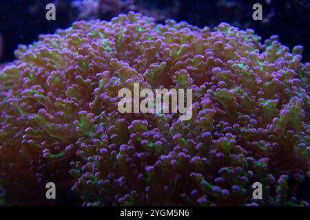 Gros champignon de roche corail mou - (Rhodactis howesii) Banque D'Images