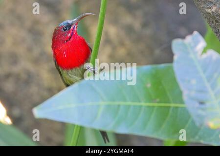 Oiseau doré cramoisi (Aethopyga siparaja), un mâle proche perché sur une tige, Uttarakhand, Inde. Banque D'Images