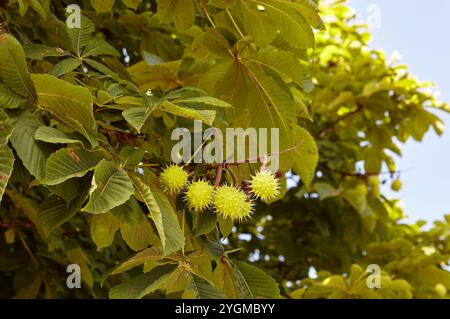 Image abstraite de châtaigne mûre dans le parc d'automne. Châtaignes sur branche de conker - fruits d'Aesculus hippocastanum Banque D'Images