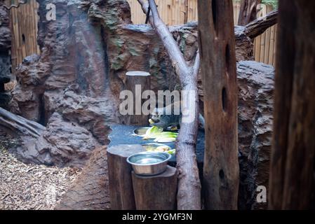 Le lémurien Mongoose, un primate captivant à la fourrure saisissante et aux yeux expressifs, peut être vu au zoo de Wrocław, mettant en valeur son comportement ludique et sa socia Banque D'Images