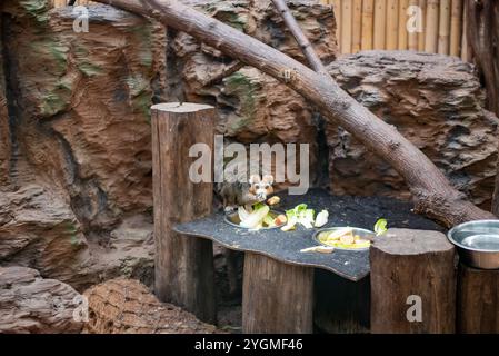 Le lémurien Mongoose, un primate captivant à la fourrure saisissante et aux yeux expressifs, peut être vu au zoo de Wrocław, mettant en valeur son comportement ludique et sa socia Banque D'Images