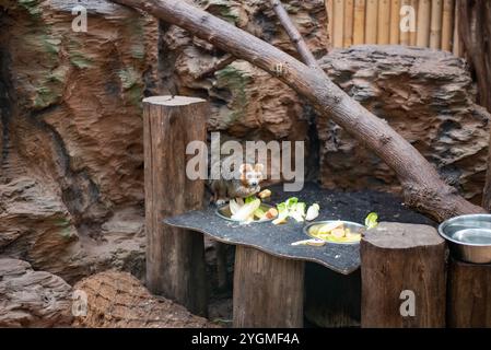 Le lémurien Mongoose, un primate captivant à la fourrure saisissante et aux yeux expressifs, peut être vu au zoo de Wrocław, mettant en valeur son comportement ludique et sa socia Banque D'Images