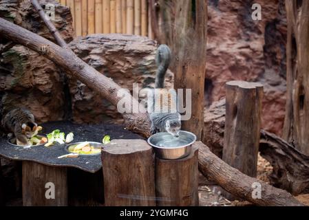 Le lémurien Mongoose, un primate captivant à la fourrure saisissante et aux yeux expressifs, peut être vu au zoo de Wrocław, mettant en valeur son comportement ludique et sa socia Banque D'Images