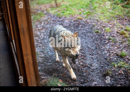 Le loup eurasien, un majestueux prédateur connu pour sa fourrure saisissante et ses instincts vifs, parcourt le parc du zoo de Wrocław, incarnant l'esprit du wi Banque D'Images