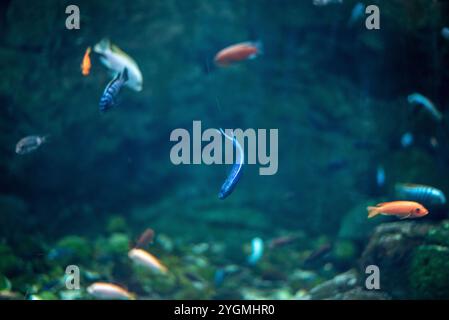 Les poissons de récif corallien, connus pour leurs couleurs vives et leurs espèces variées, prospèrent dans l'environnement dynamique du zoo de Wrocław, captivant les visiteurs avec le Banque D'Images